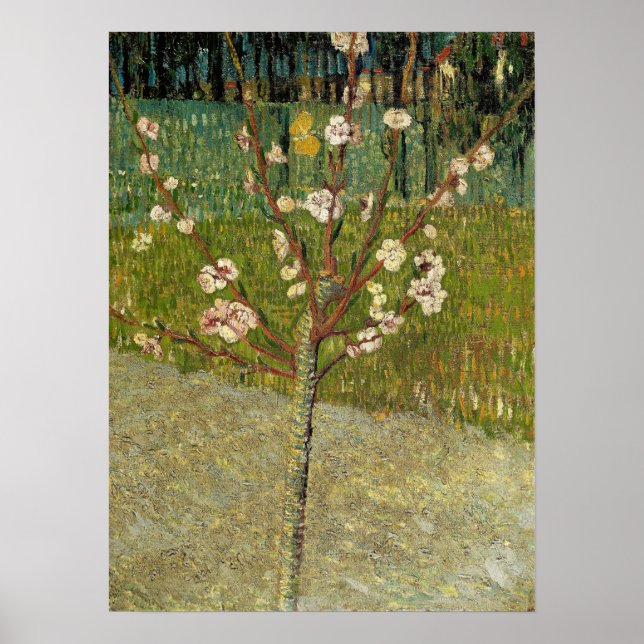 Van Gogh - Almond Tree in Blossom Poster (Vorne)
