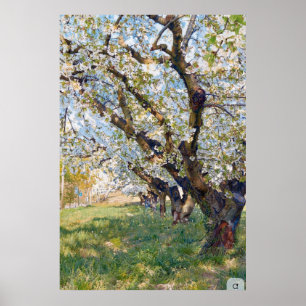 Van Gogh blühende Aprikosenbäume Poster