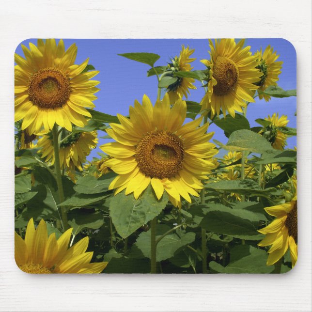 Van Gogh in Provence Mauspad (Vorne)