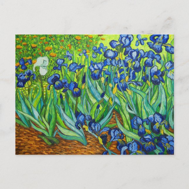 Van Gogh Irises Postkarte (Vorderseite)