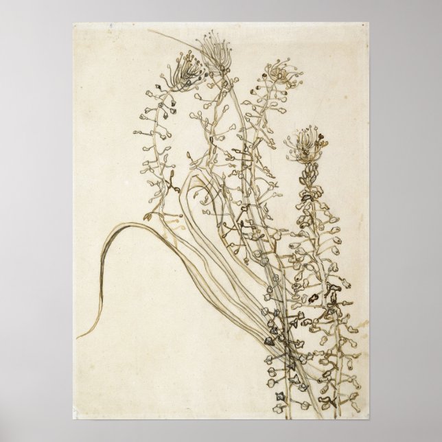 Van Gogh - Tassel Hyacinth Poster (Vorne)