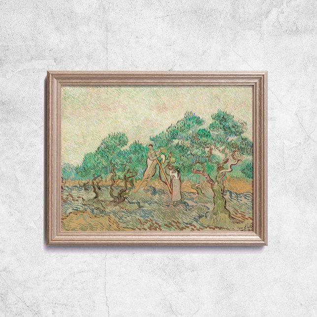 Van Gogh The Olive Orchard Baum Alte Kunst Poster (Van Gogh The Olive Orchard Trees Old Art Poster
)
