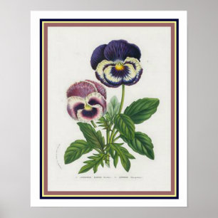 Van Houtte 1845 Botanische "Pansy" Print Poster