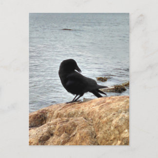 Vancouver Crow Postkarte