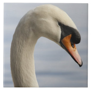 Vancouver, Stanley Park, Höcker-Schwan (Cygnus olo Fliese