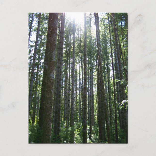 Vancover Island Forest Postkarte (Vorderseite)