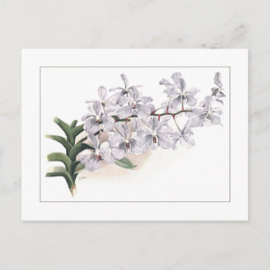 Vanda coerulea postkarte