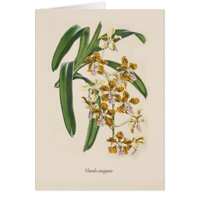 Vanda insignis (Vorne)