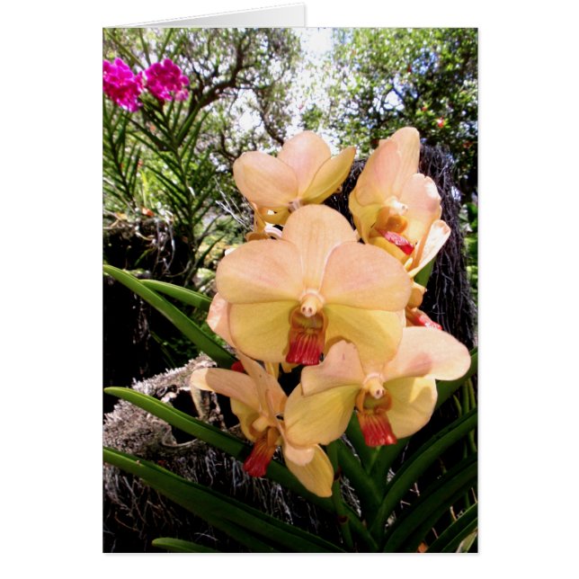 Vanda Orchid (Vorne)