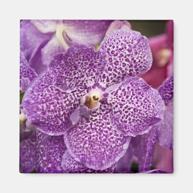 Vanda Orchid Magnet (Vorne)