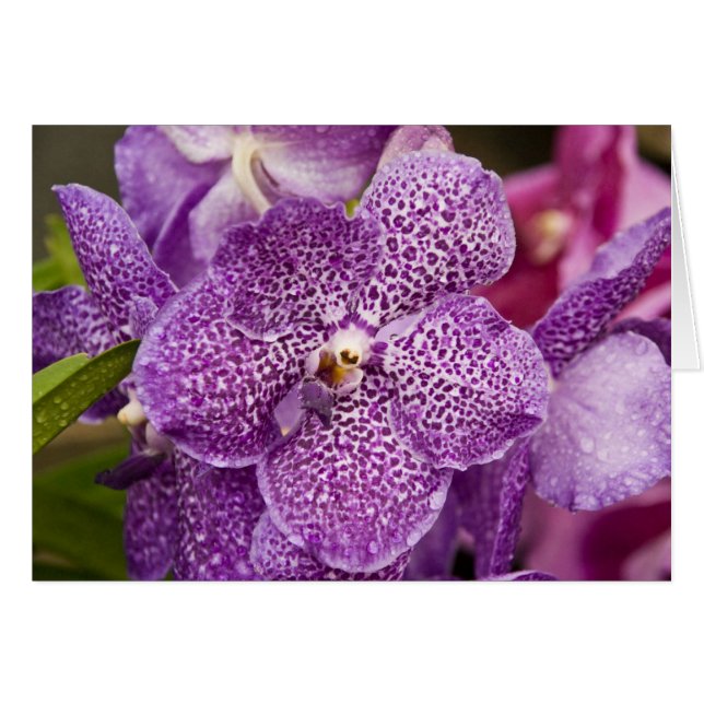 Vanda-Orchidee (Vorderseite (Horizontal))