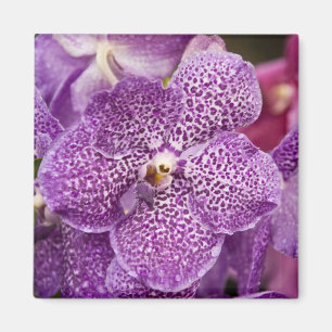 Vanda-Orchidee Magnet