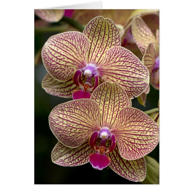 Vanda Orchids Blank Card (Vorne)