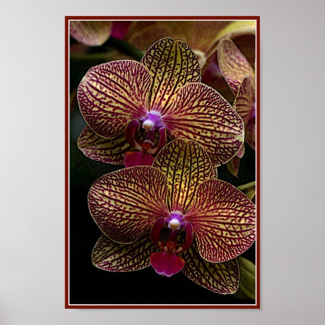 Vanda Orchids Poster (Vorne)