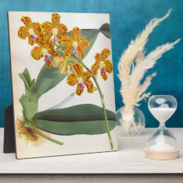 Vanda Parishii Orange Vintag Lindenia Orchid Fotoplatte