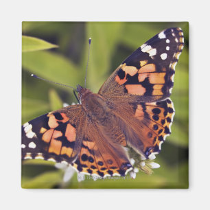 Vanessa cardui - Europa, Deutschland, Bayern, Magnet