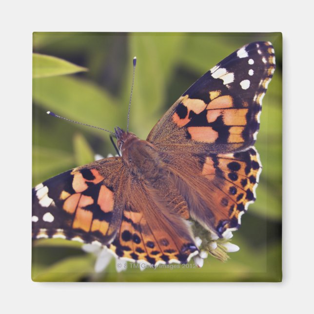 Vanessa cardui - Europa, Deutschland, Bayern, Magnet (Vorne)