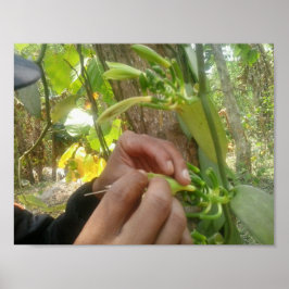 Vanilla Blume Bestäubung Poster