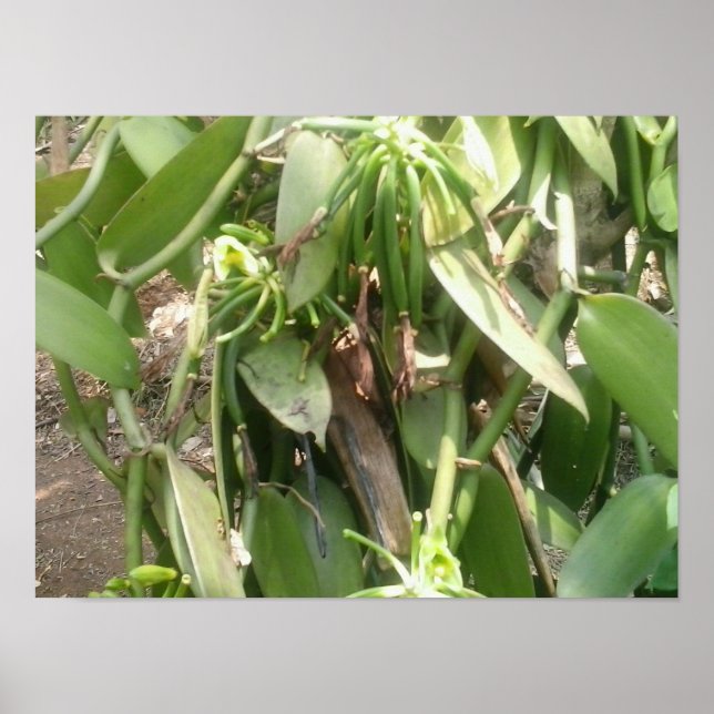 Vanilla Planifolia Orchid Poster (Vorne)