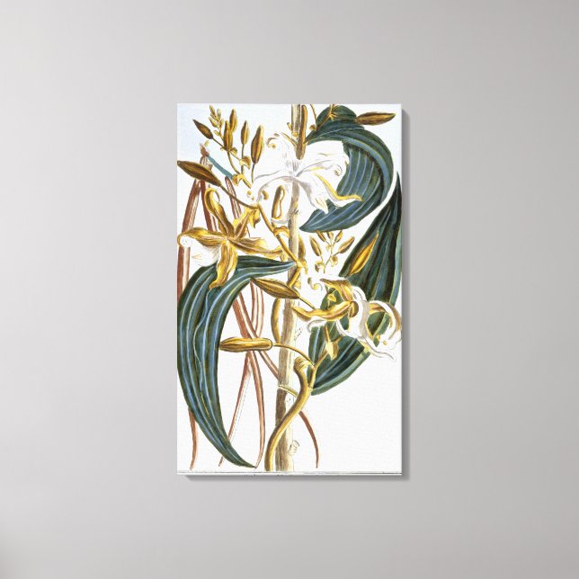 Vanilla Pods, Platte 65, aus "Collection Precieuse Leinwanddruck (Vorderseite)