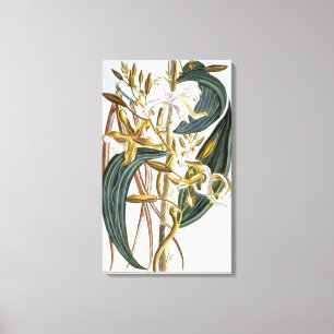 Vanilla Pods, Platte 65, aus "Collection Precieuse Leinwanddruck