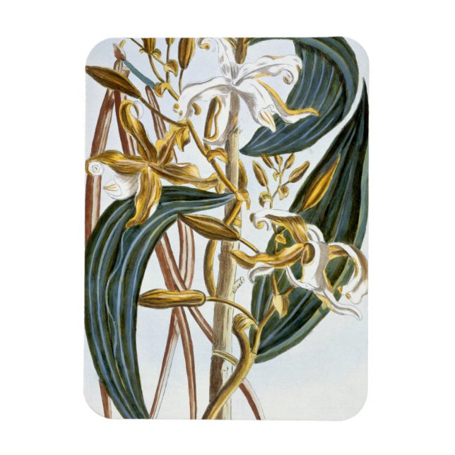 Vanilla Pods, Platte 65, aus "Collection Precieuse Magnet (Vertikal)