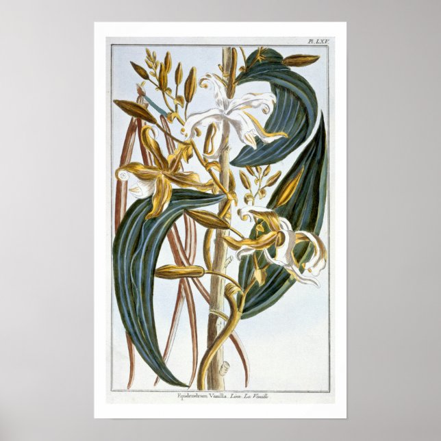 Vanilla Pods, Platte 65, aus "Collection Precieuse Poster (Vorne)