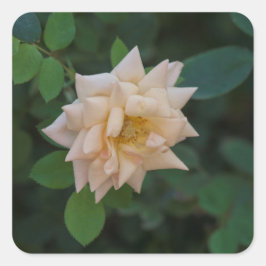 Vanilla-Rose Quadratischer Aufkleber