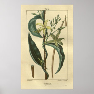 VANILLE, Vanilla Pflanze drucken Poster