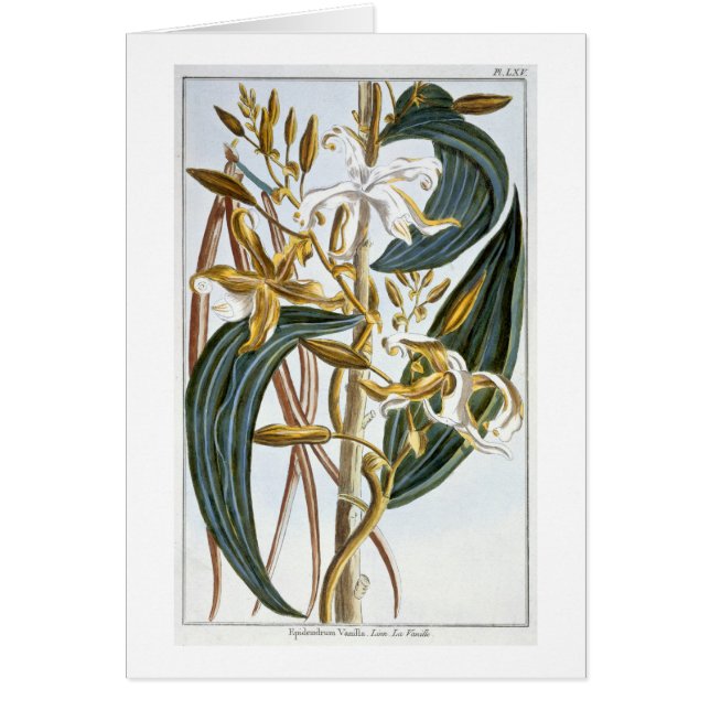 Vanillehülsen, Platte 65, 'von der Sammlung (Vorne)