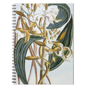 Vanillehülsen, Platte 65, 'von der Sammlung Notizblock