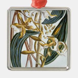 Vanillehülsen, Platte 65, 'von der Sammlung Silbernes Ornament