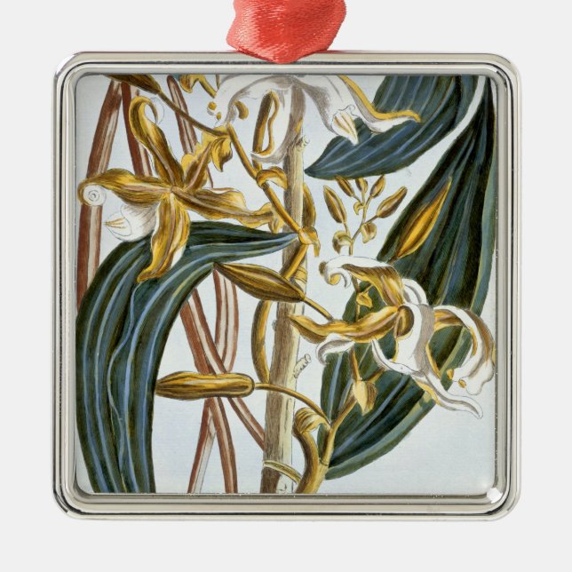 Vanillehülsen, Platte 65, 'von der Sammlung Silbernes Ornament (Vorne)