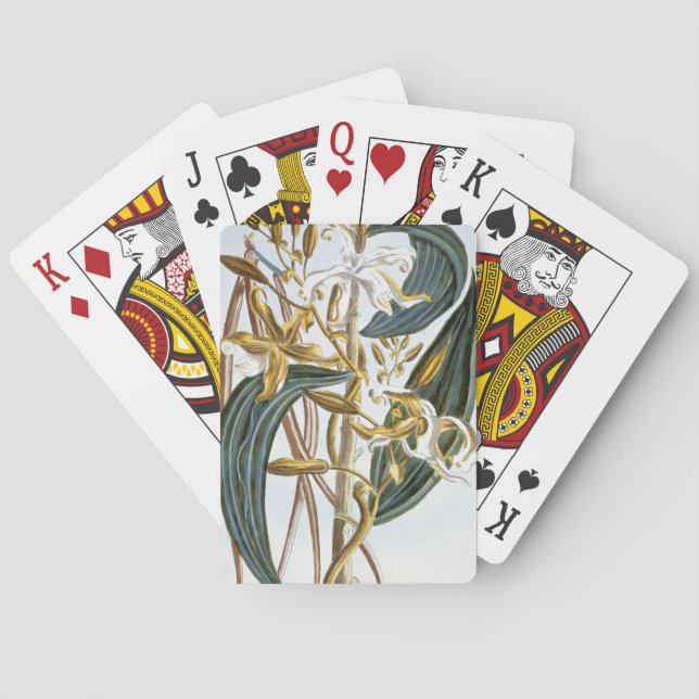 Vanillehülsen, Platte 65, 'von der Sammlung Spielkarten (Rückseite)