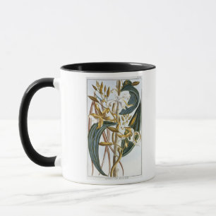 Vanillehülsen, Platte 65, 'von der Sammlung Tasse
