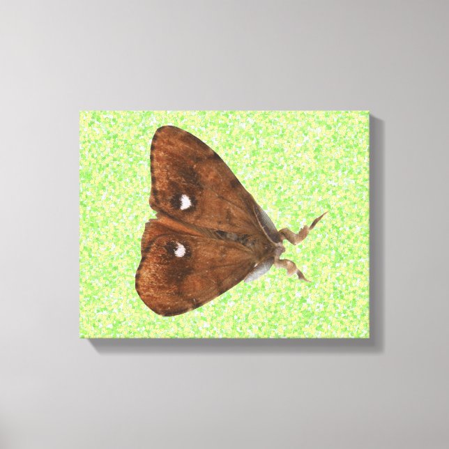 Vapourer Moth Canvas Print Leinwanddruck (Vorderseite)