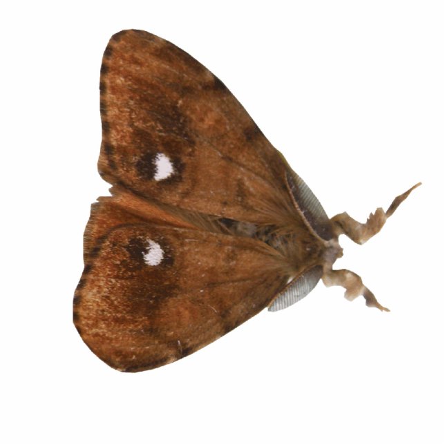 Vapourer Moth Fotoskulptur (Vorne)