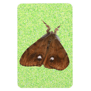 Vapourer Moth Premium Magnet