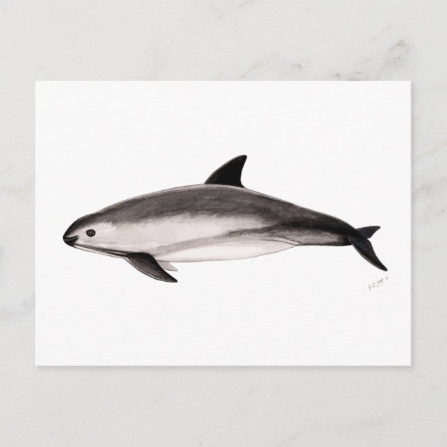 Vaquita Postkarte (Vorderseite)