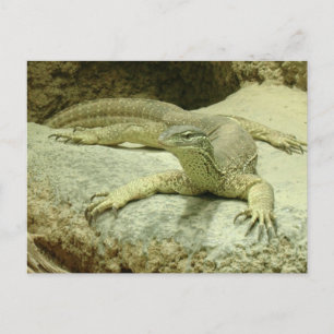Varanus gouldii postkarte