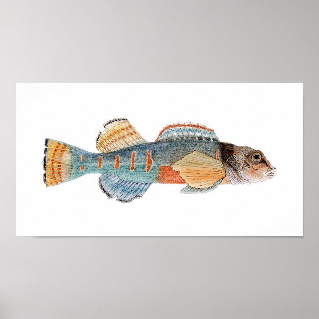 Variegate Darter Poster (Vorne)