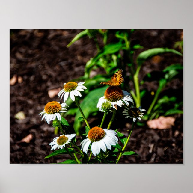 Variegated Fritillary Butterfly Poster (Vorne)