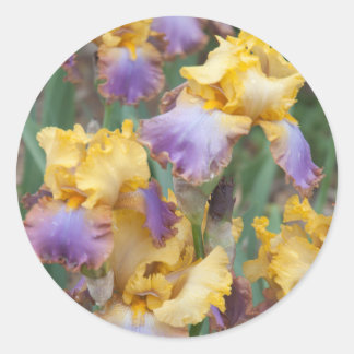 Variegated Iris Runder Aufkleber