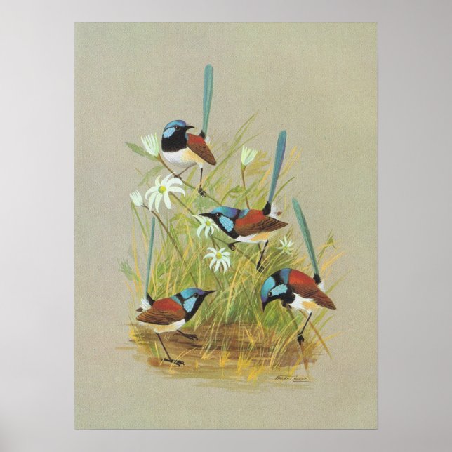 Variegated Wren - Malurus lamberti Poster (Vorne)