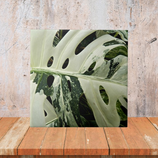 Variegierte Monstera Pflanze Botanisch Fliese (In Situ)