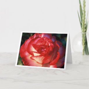 Varigated Rose Karte
