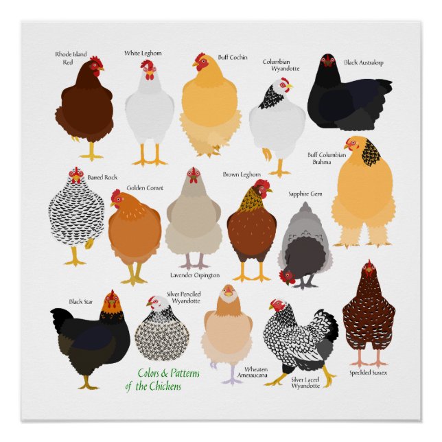 various colors&patterns chickens poster (Vorderseite)