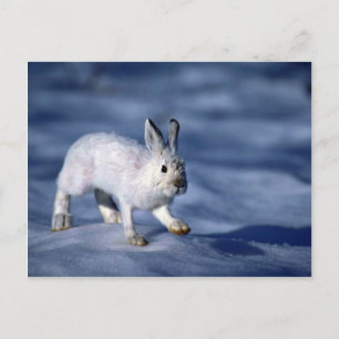 Varying Hare/Schneeschuhrabbit auf offenem Schnee Postkarte