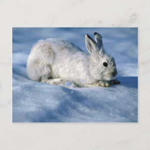 Varying Hare/Schneeschuhrabbit auf offenem Schnee Postkarte