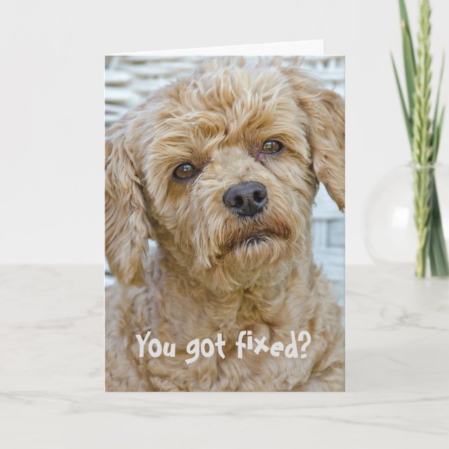 Vasektomie-Hunde Humor Karte (Vorderseite)